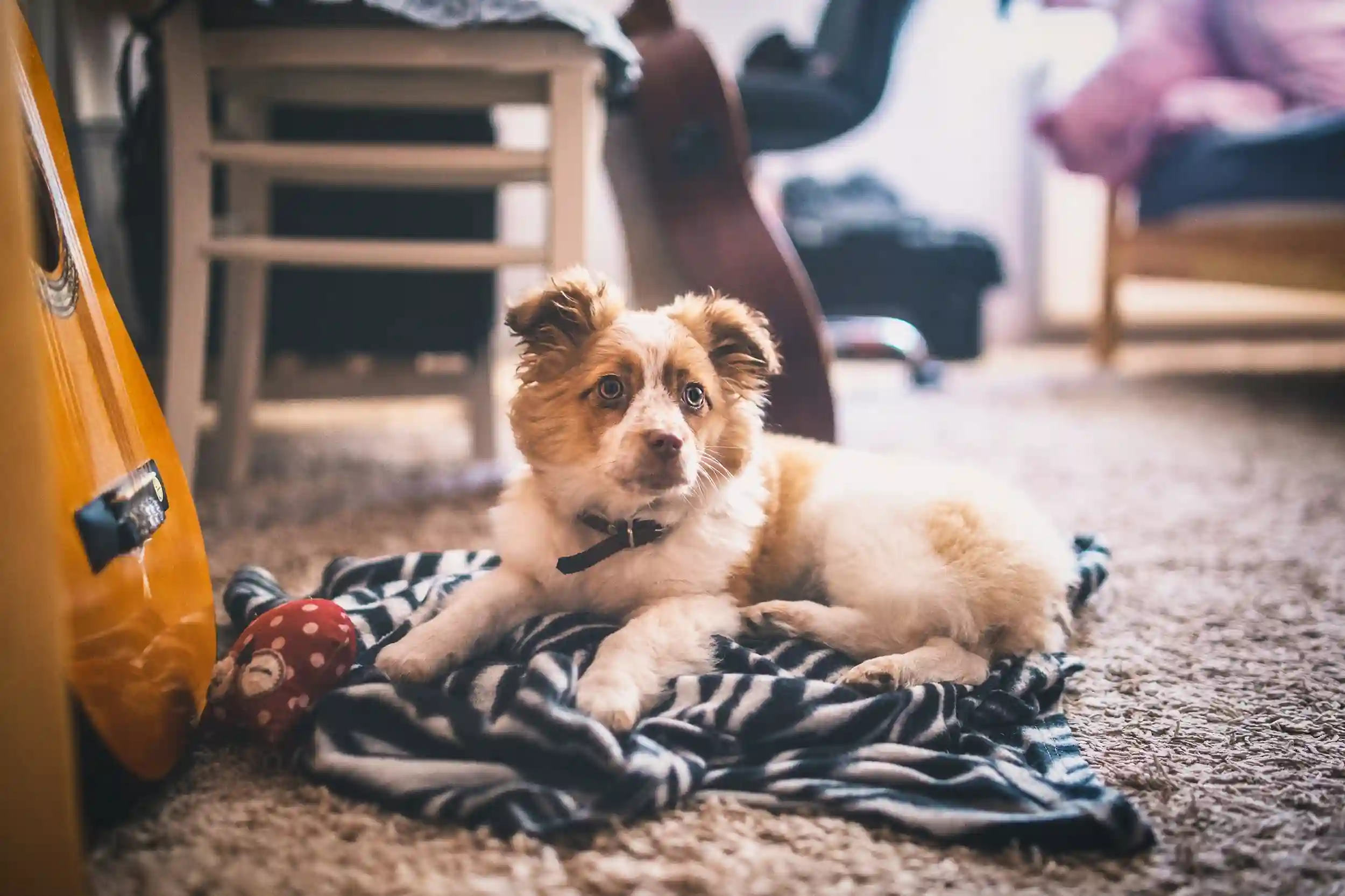 Expert Tips On How To Clean Dog Diarrhea From Carpet